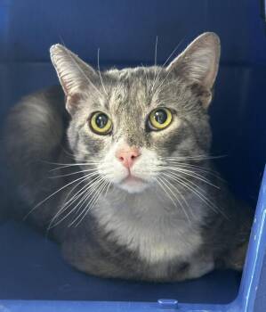 Prince Charming -  Domestic Short Hair Cat for Adoption in Vallejo, California - Prince Charming | PetCurious