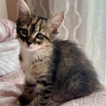 Donatella -  Domestic Short Hair Cat for Adoption in Pleasant Hill, California - Donatella | PetCurious