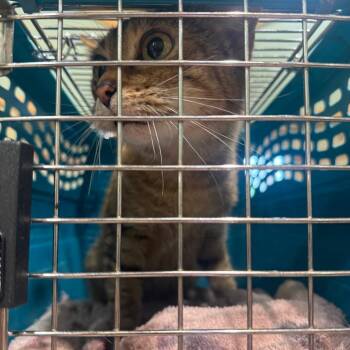 Paige -  Domestic Short Hair Cat for Adoption in Winston-salem, North Carolina - Paige | PetCurious