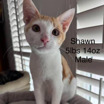 Shawn -  Domestic Short Hair Cat for Adoption in Buellton, California - Shawn | PetCurious