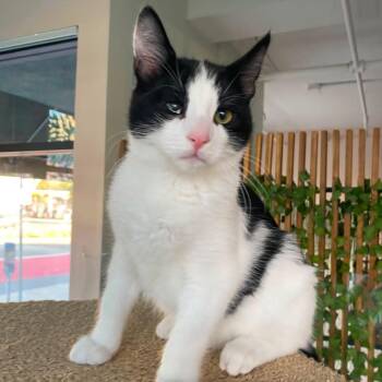 Ben (Male Kitten) -  Domestic Short Hair Cat for Adoption in Los Altos, California - Ben (Male Kitten) | PetCurious