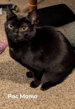 Rescue Domestic Short Hair Cats for Adoption in Kalamazoo, Michigan - Pac Mom | PetCurious