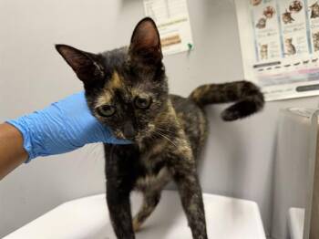 STAR -  Domestic Short Hair Cat for Adoption in Kent, Washington - STAR | PetCurious