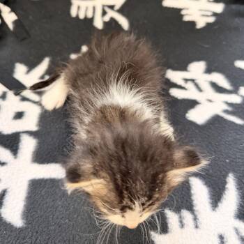 Truffle -  Domestic Medium Hair Cat for Adoption in Wadena, Minnesota - Truffle | PetCurious