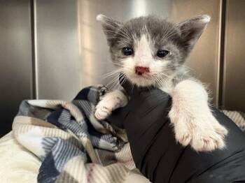 SQUEAK -  Domestic Short Hair Cat for Adoption in Thousand Palms, California - SQUEAK | PetCurious