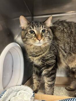 Domestic Long Hair Cats Available for Adoption - Charli | PetCurious