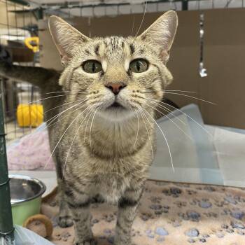 Lanay -  Domestic Short Hair Cat for Adoption in Union, Missouri - Lanay | PetCurious