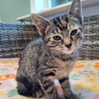 Mary -  Domestic Short Hair Cat for Adoption in Attica, New York - Mary | PetCurious