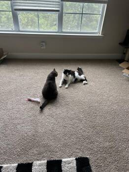 Gomez -  Domestic Medium Hair Cat for Adoption in Salisbury, North Carolina - Gomez | PetCurious