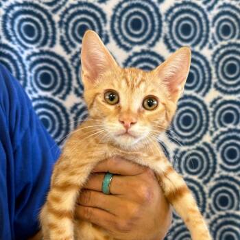 General Meow -  Domestic Short Hair Cat for Adoption in Goleta, California - General Meow | PetCurious