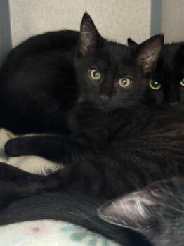 Scott Pilgrim -  Domestic Short Hair Cat for Adoption in Liverpool, New York - Scott Pilgrim | PetCurious