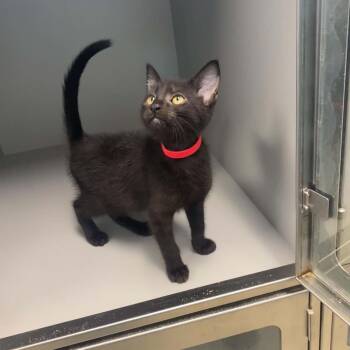 Bacon -  Domestic Short Hair Cat for Adoption in Nevada, Missouri - Bacon | PetCurious