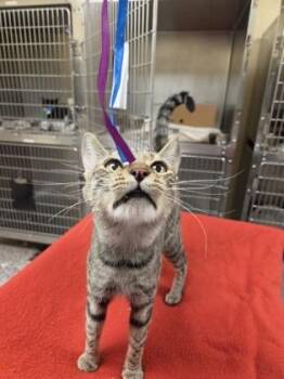 Marigold -  Domestic Short Hair Cat for Adoption in Westland, Michigan - Marigold | PetCurious