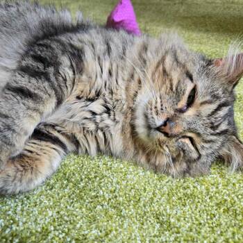 Chase -  Domestic Medium Hair Cat for Adoption in Troy, Virginia - Chase | PetCurious