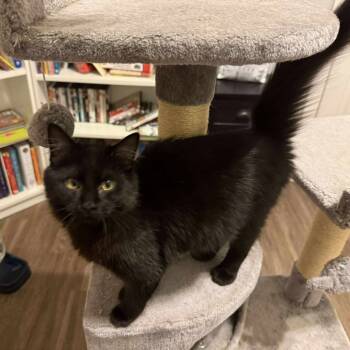 Rescue Domestic Long Hair Cats for Adoption in Port Neches, Texas - Twix | PetCurious