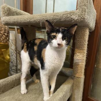 Krista -  Calico Cat for Adoption in Palmetto Bay, Florida - Krista | PetCurious