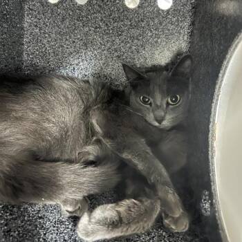 Maryland -  Domestic Short Hair Cat for Adoption in Salt Lake City, Utah - Maryland | PetCurious