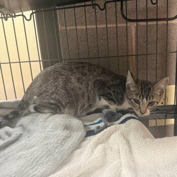 Higgins -  Domestic Short Hair Cat for Adoption in Cheyenne, Wyoming - Higgins | PetCurious