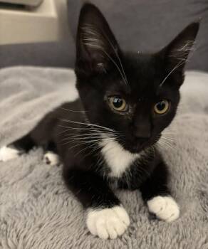Mimi -  Domestic Short Hair Cat for Adoption in San Tan Valley, Arizona - Mimi | PetCurious