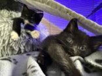 Honeybee -  Domestic Short Hair Cat for Adoption in Newport, Kentucky - Honeybee | PetCurious