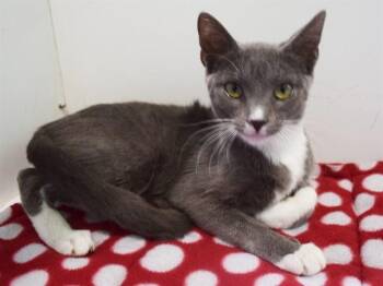 KINI -  Domestic Short Hair Cat for Adoption in Sacramento, California - KINI | PetCurious
