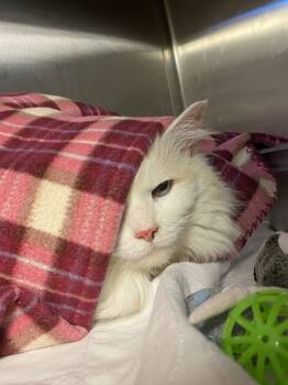 Rescue Domestic Long Hair Cats for Adoption in Duluth, Minnesota - Sarah | PetCurious