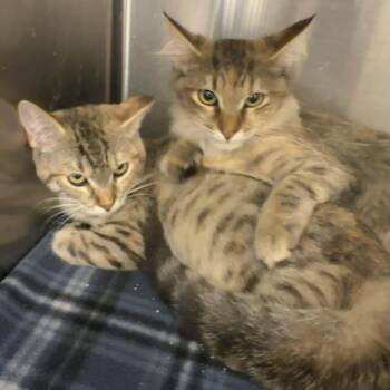 Kylene & Kassidy (bonded sisters) -  Torbie Cat for Adoption in Antioch, California - Kylene & Kassidy (bonded Sisters) | PetCurious