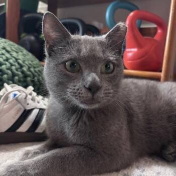Domestic Short Hair Cats Available for Adoption in Philadelphia, Pennsylvania - Stormy Hadfield | PetCurious