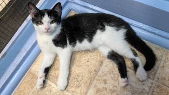 Biscuit -  Domestic Short Hair Cat for Adoption in Savannah, Georgia - Biscuit | PetCurious