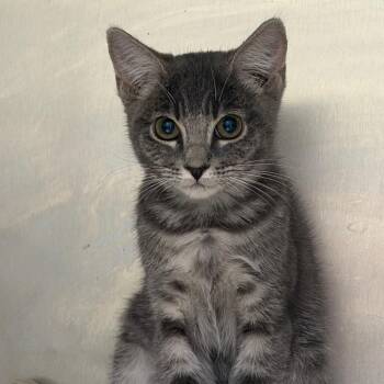 Chico -  Domestic Short Hair Cat for Adoption in Las Vegas, Nevada - Chico | PetCurious