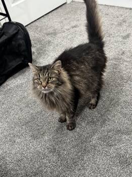 Domestic Medium Hair Cats Available for Adoption in Pittsburgh, Pennsylvania - Alley | PetCurious