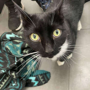 Rescue Domestic Short Hair Cats for Adoption in Lions Bay, British Columbia - Fred | PetCurious