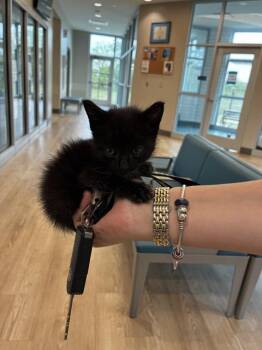 MEOW -  Domestic Short Hair Cat Available for Adoption in Pearland, Texas - MEOW | PetCurious
