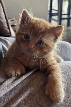 Rescue Domestic Short Hair Cats for Adoption in St. Cloud, Minnesota - Clyde | PetCurious