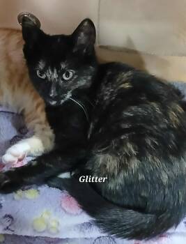 Rescue Tortoiseshell Cats for Adoption in Norwich, Connecticut - Glitter | PetCurious
