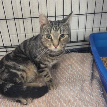 Gaiear -  Domestic Short Hair Cat for Adoption in Rocky Mount, Virginia - Gaiear | PetCurious