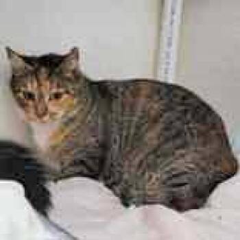 Rescue Domestic Short Hair Cats for Adoption in Portsmouth, Ohio - Marnie | PetCurious