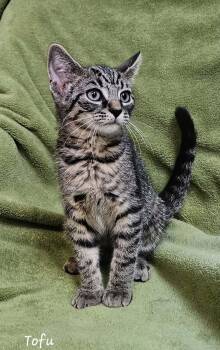 Tofu -  Domestic Short Hair Cat for Adoption in Wapakoneta, Ohio - Tofu | PetCurious