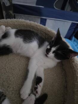 Smudge -  Domestic Short Hair Cat for Adoption in St. Cloud, Florida - Smudge | PetCurious