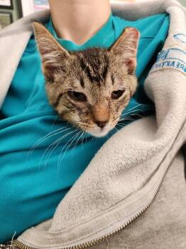 Michigan Pothole -  Domestic Short Hair Cat for Adoption in Grand Rapids, Michigan - Michigan Pothole | PetCurious