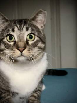Rescue Domestic Short Hair Cats for Adoption in Euclid, Ohio - Dean Martin | PetCurious