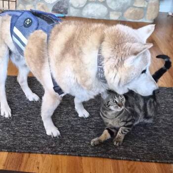 Domestic Short Hair Cats Available for Adoption in Melville, New York - Baloo | PetCurious