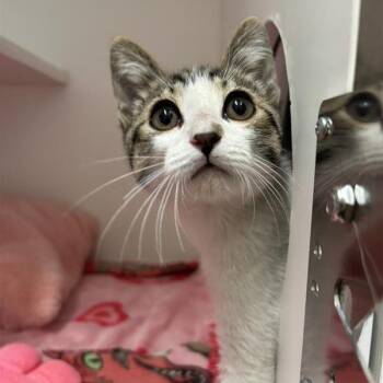 Everett -  Domestic Short Hair Cat for Adoption in Tempe, Arizona - Everett | PetCurious