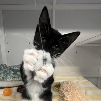 Chicky -  Domestic Short Hair Cat for Adoption in Sarasota, Florida - Chicky | PetCurious