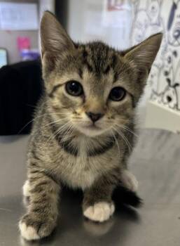 Domestic Short Hair Cats Available for Adoption in North Charleston, South Carolina - 05745B Tupperware | PetCurious