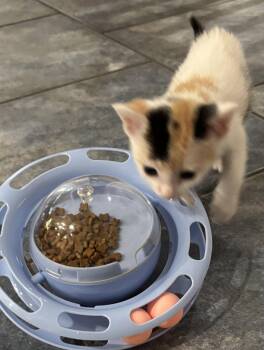 Flan -  Calico and Domestic Short Hair Cat for Adoption in Buford, Georgia - Flan | PetCurious