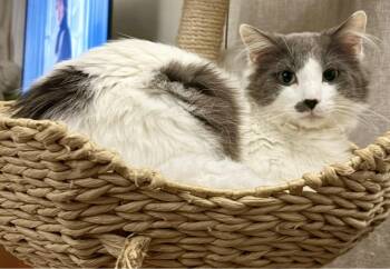 Domestic Long Hair Cats Available for Adoption in New York, New York - Floofy | PetCurious
