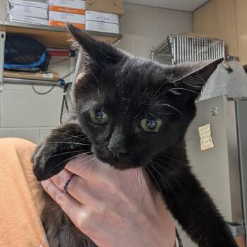 Olive -  Domestic Short Hair Cat for Adoption in Dekalb, Illinois - Olive | PetCurious