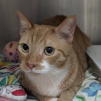 Goose -  Domestic Short Hair Cat for Adoption in Jupiter, Florida - Goose | PetCurious