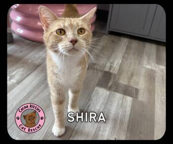 Shira -  Domestic Short Hair Cat for Adoption in Hershey, Pennsylvania - Shira | PetCurious